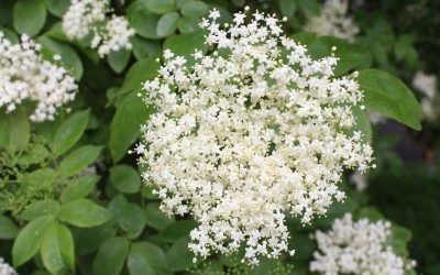 Elderflower Champagne